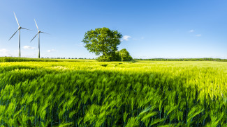 绿色的麦田，树，蓝天和风轮为背景
